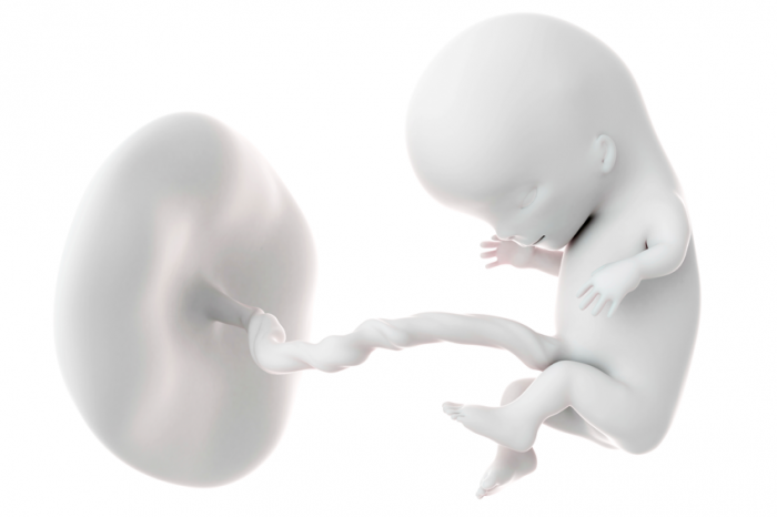 Anatomy of the fetus at 11-13 weeks